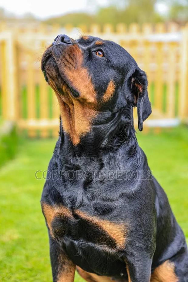 3-6 months Male Purebred Rottweiler · Photo 3
