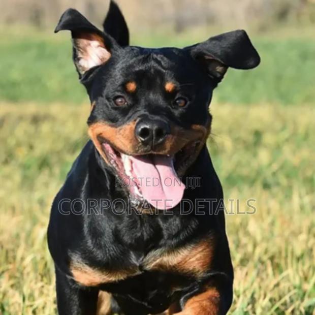 3-6 months Male Purebred Rottweiler · Photo 2