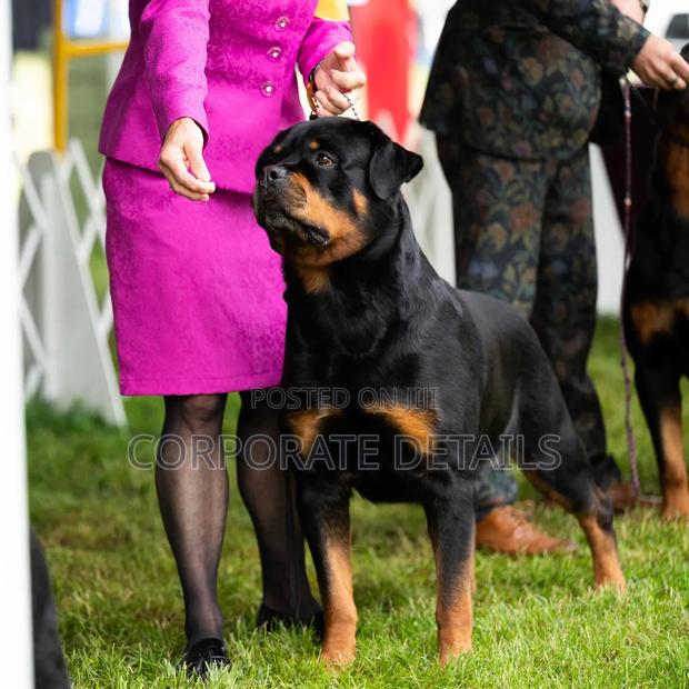 3-6 months Male Purebred Rottweiler · Photo 3
