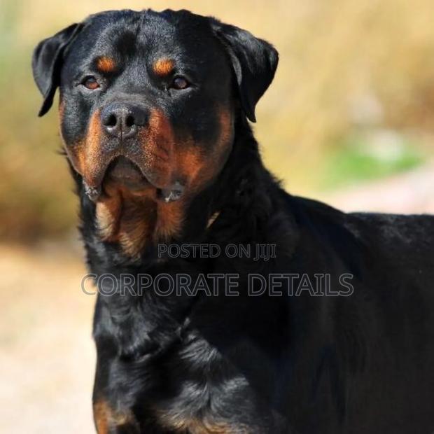 3-6 months Male Purebred Rottweiler · Photo 2