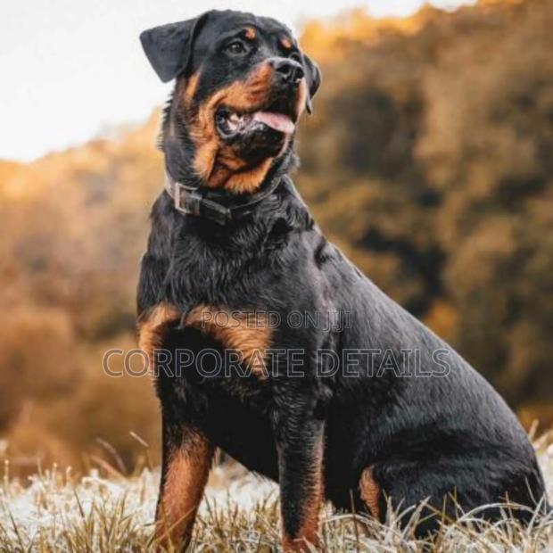 3-6 months Male Purebred Rottweiler · Photo 3