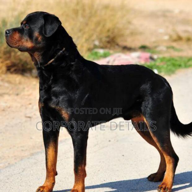 6-12 months Male Purebred Rottweiler · Photo 2