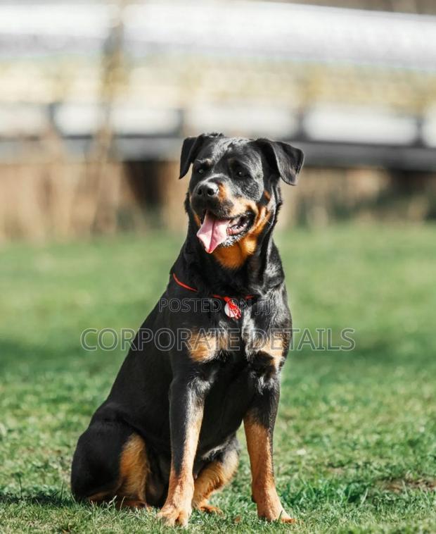 6-12 months Male Purebred Rottweiler · Photo 3