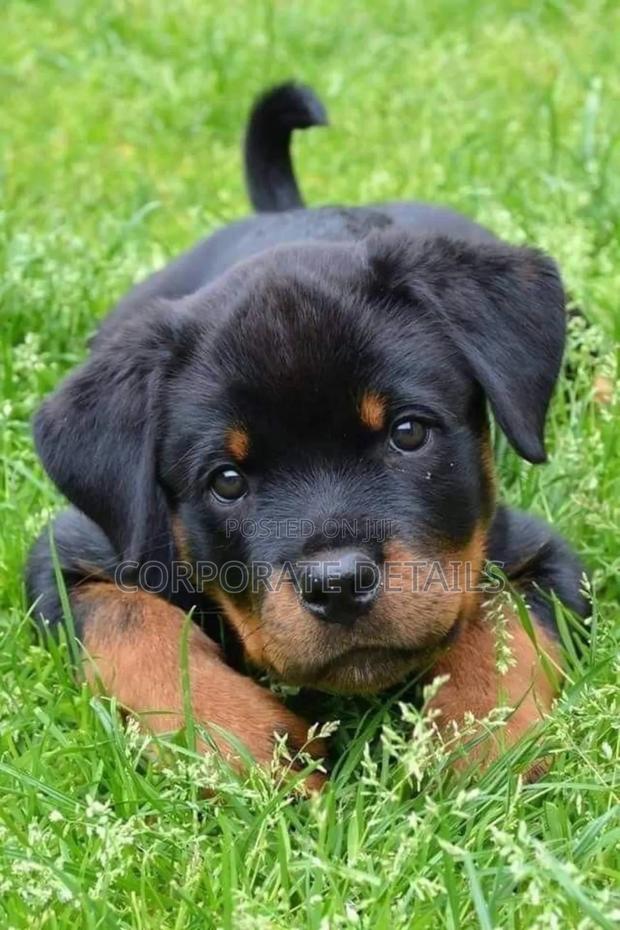 6-12 months Male Purebred Rottweiler · Photo 2