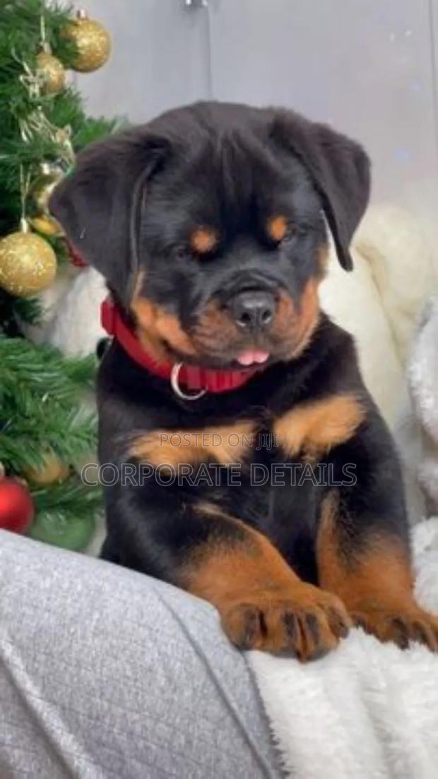 6-12 months Male Purebred Rottweiler · Photo 3