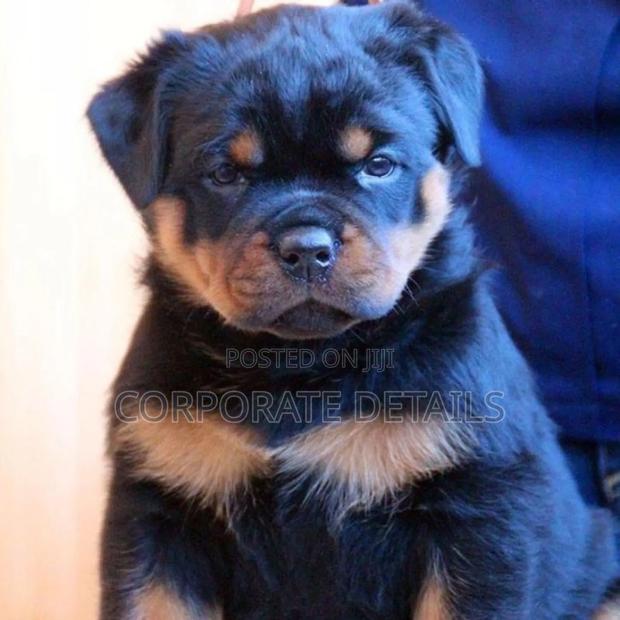 6-12 months Male Purebred Rottweiler · Photo 2