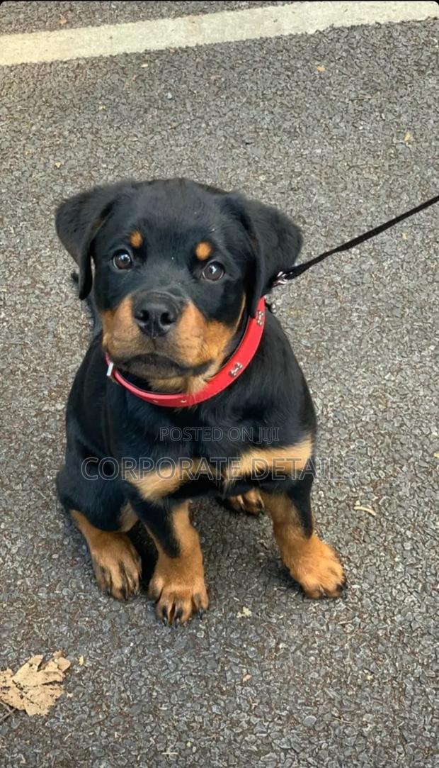 6-12 months Male Purebred Rottweiler · Photo 3