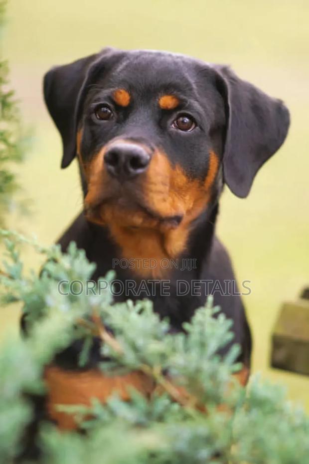 3-6 months Male Purebred Rottweiler · Photo 2