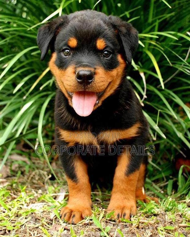 1-3 months Male Purebred Rottweiler · Photo 2
