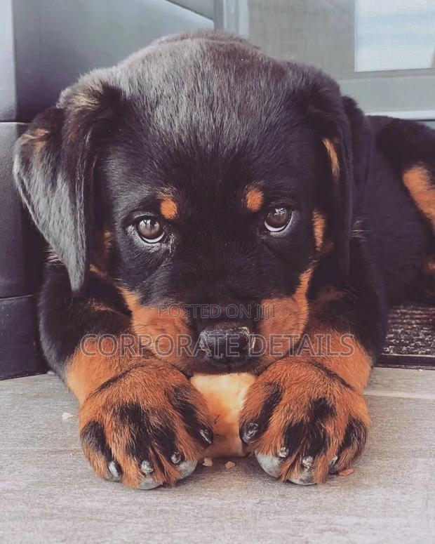 1-3 months Male Purebred Rottweiler · Photo 3