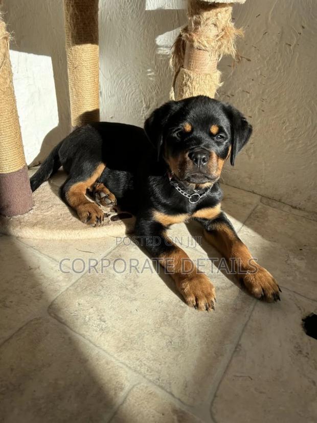 1-3 months Male Purebred Rottweiler · Photo 2