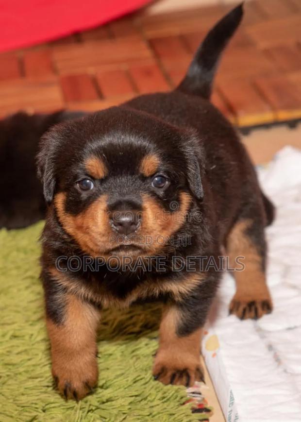 1-3 months Male Purebred Rottweiler · Photo 3