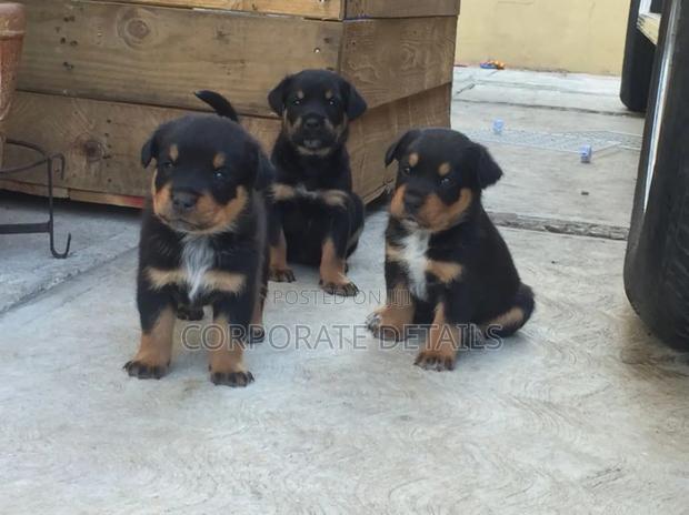 1-3 months Male Purebred Rottweiler · Photo 4