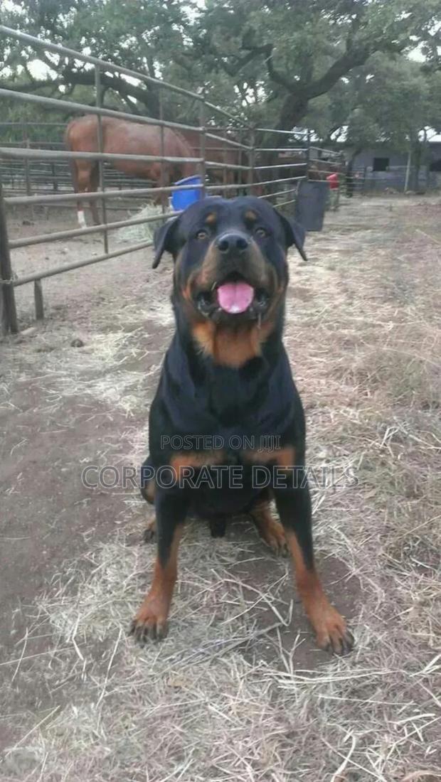 6-12 months Male Purebred Rottweiler · Photo 2