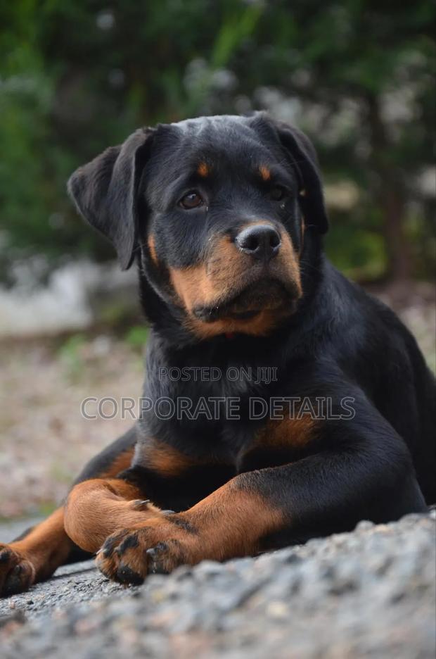 6-12 months Male Purebred Rottweiler · Photo 2