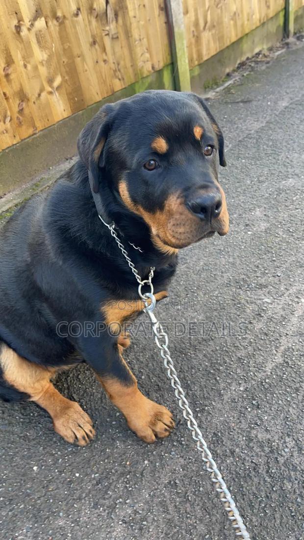 6-12 months Male Purebred Rottweiler · Photo 3