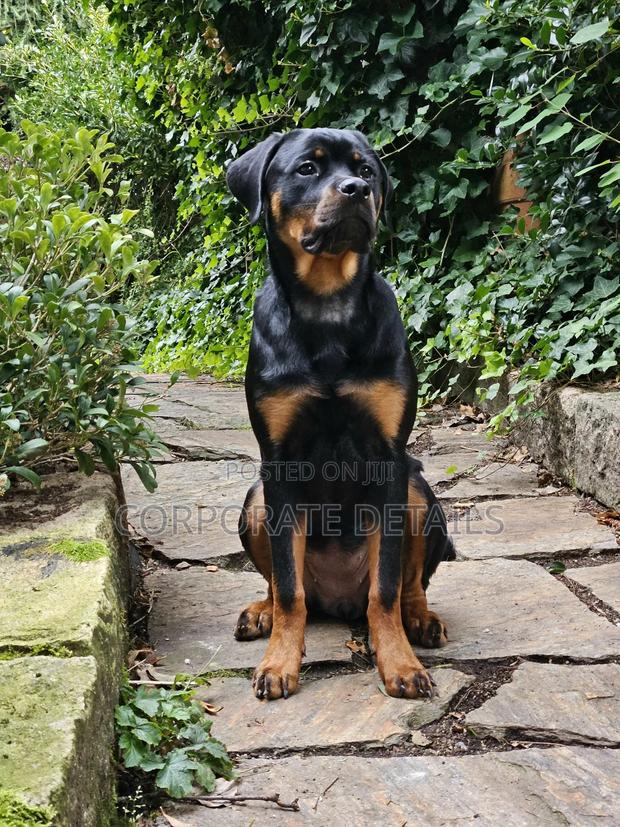 6-12 months Male Purebred Rottweiler · Photo 2