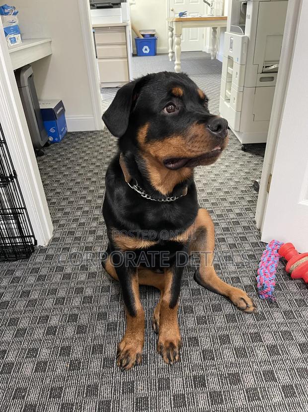 6-12 months Male Purebred Rottweiler · Photo 2