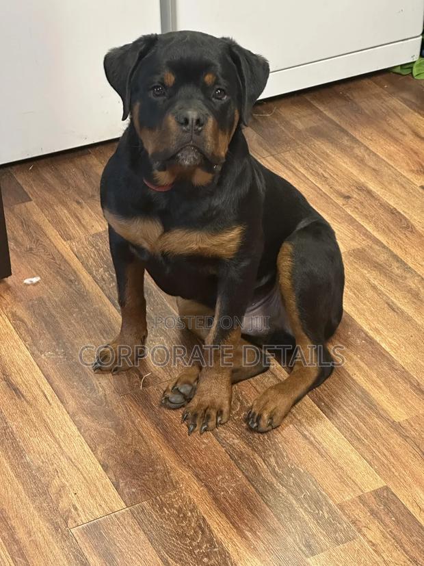 6-12 months Male Purebred Rottweiler · Photo 3