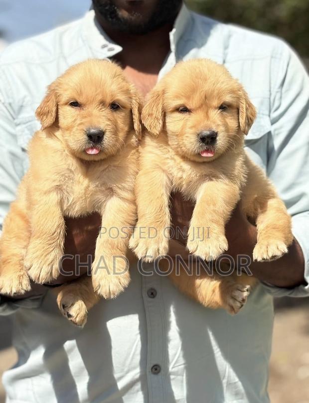 1-3 months Female Purebred Golden Retriever · Photo 4