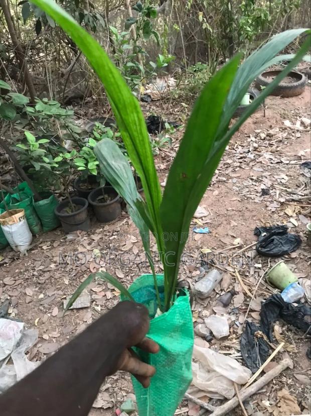 Palm Oil Seedlings