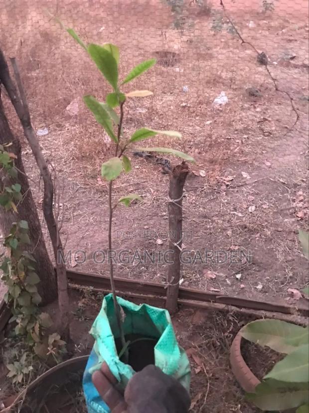 Cashew Seedlings