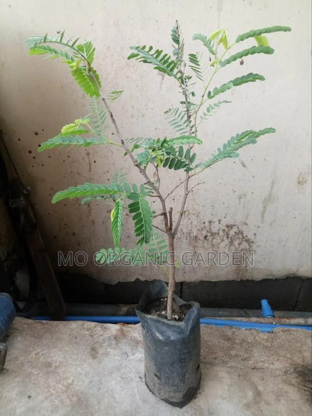 Organic Tamarind Seedlings