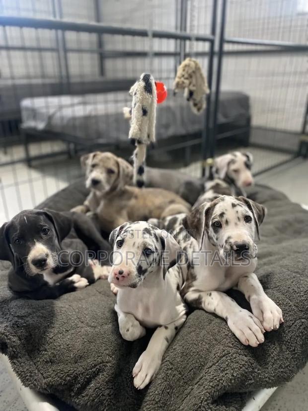 1-3 months Male Purebred Great Dane · Photo 2