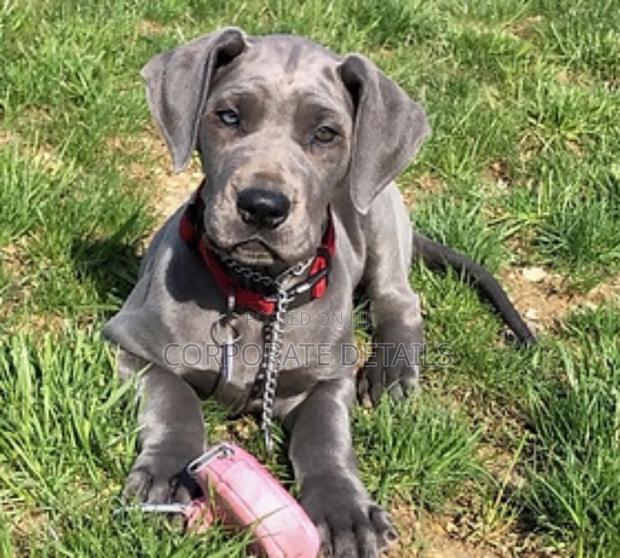1-3 months Male Purebred Great Dane · Photo 3