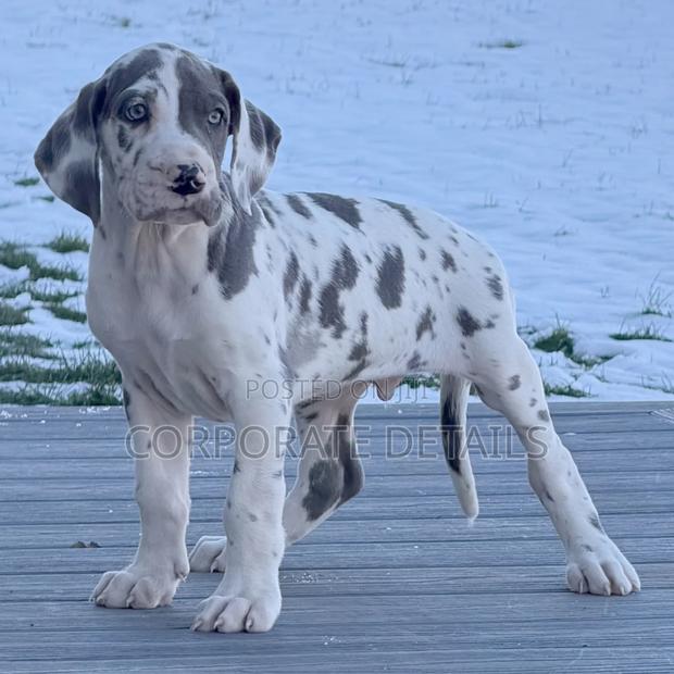 1-3 months Male Purebred Great Dane · Photo 2