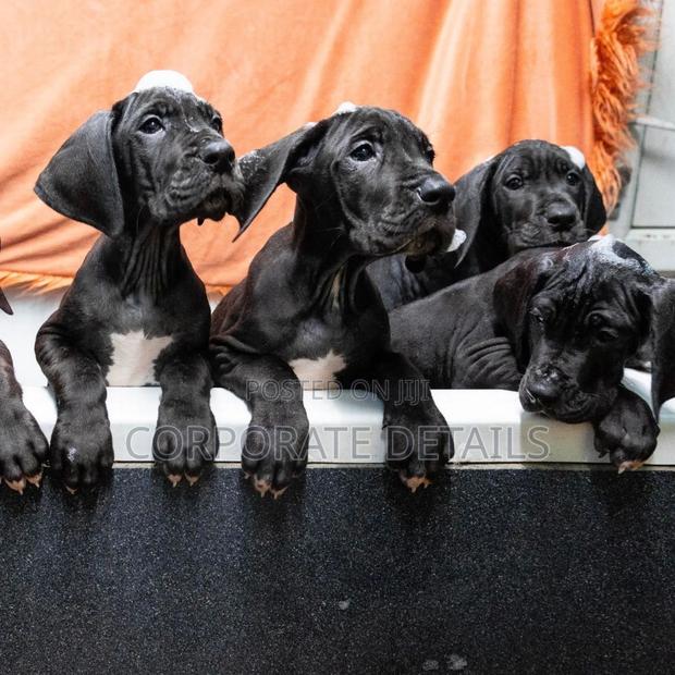 1-3 months Male Purebred Great Dane · Photo 3