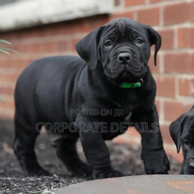 1-3 months Male Purebred Boerboel · Photo 2