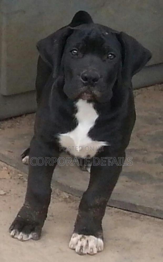 1-3 months Male Purebred Boerboel · Photo 2