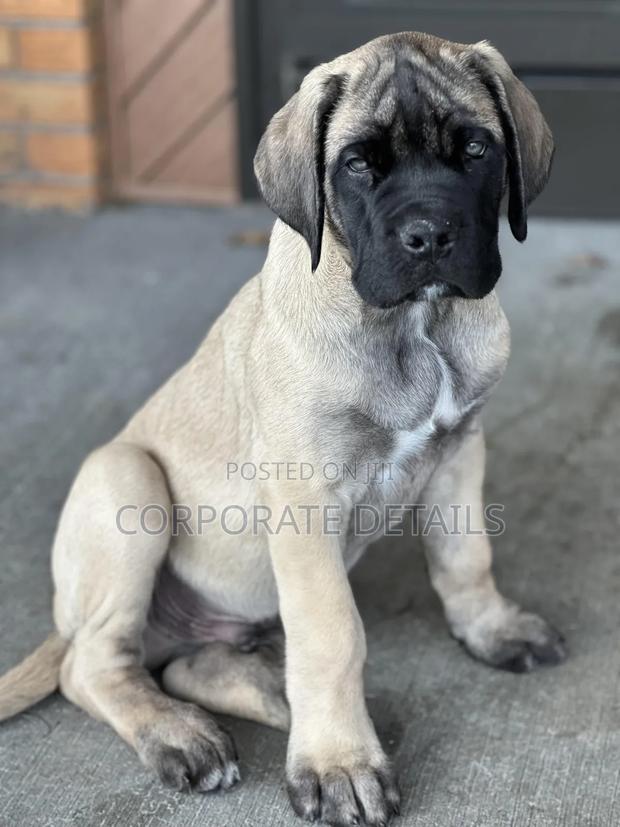 1-3 months Male Purebred Boerboel · Photo 3