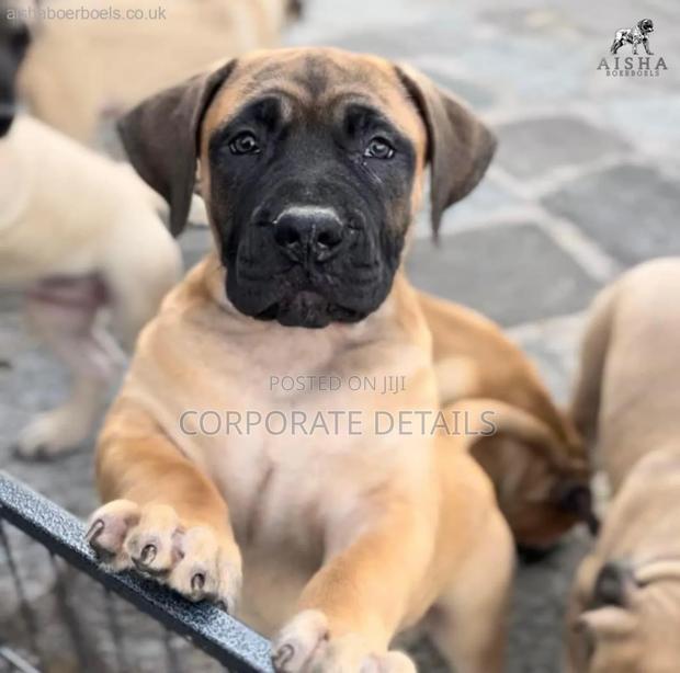 1-3 months Male Purebred Boerboel · Photo 2