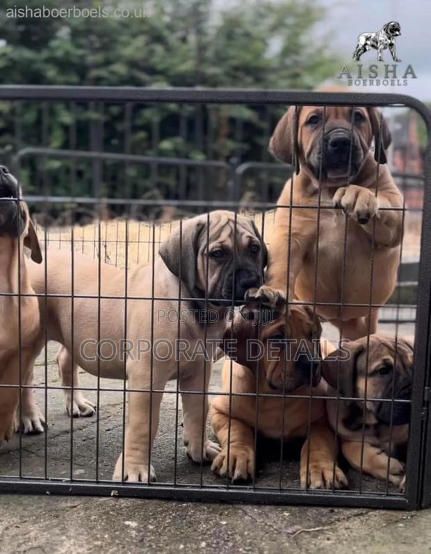 1-3 months Male Purebred Boerboel · Photo 3