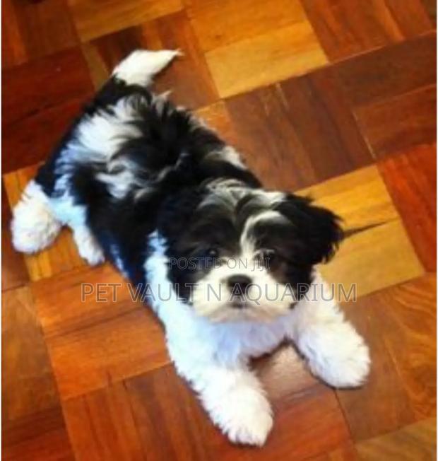 1-3 months Female Purebred Maltese · Photo 2