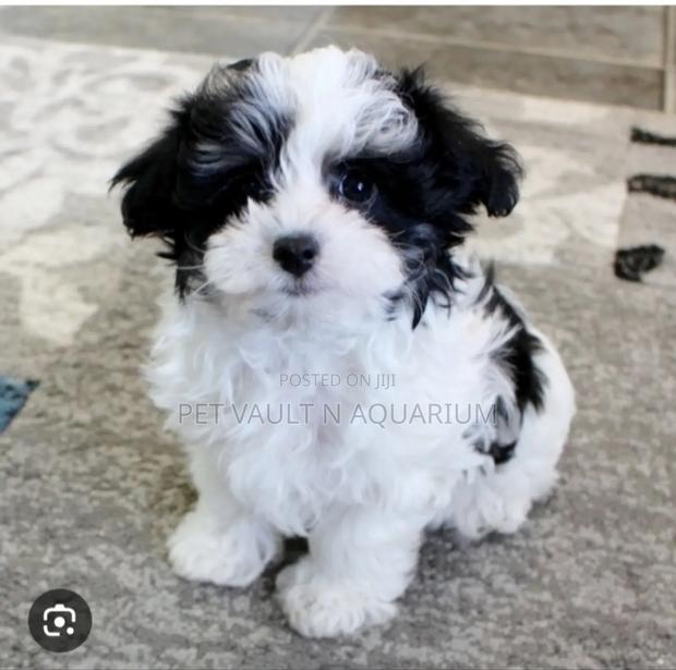 1-3 months Female Mixed Breed Maltese · Photo 2