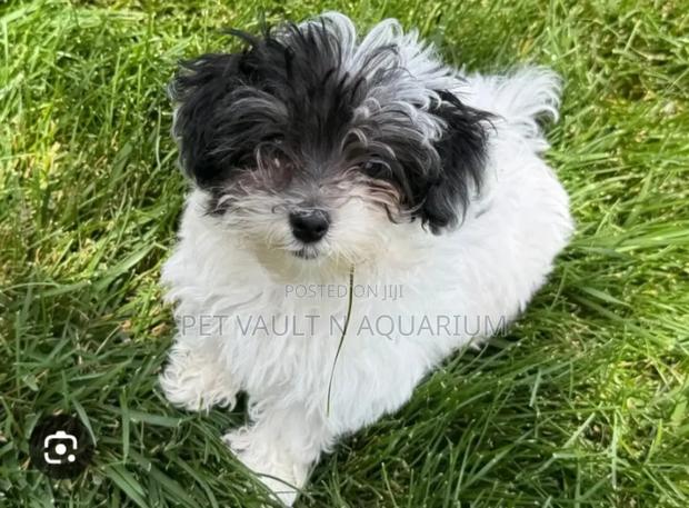 1-3 months Male Mixed Breed Maltese · Photo 2