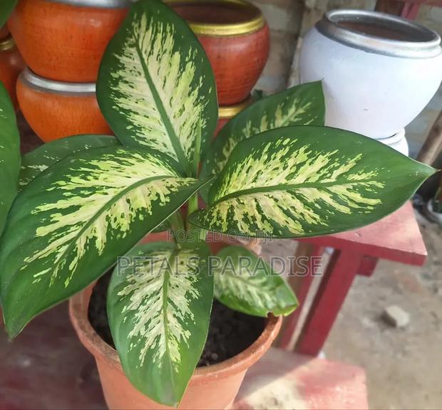 Dumb Cane for Sale