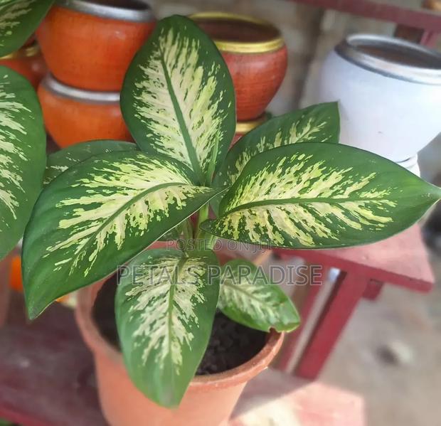 Dumb Cane for Sale photo 2