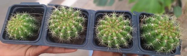 Cactus for Sales