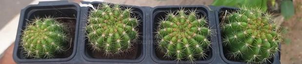 Cactus for Sales photo 2