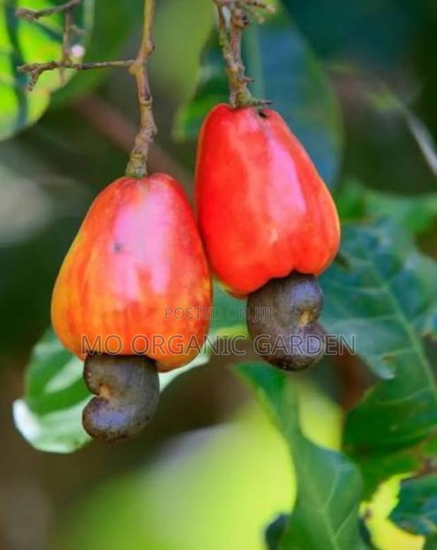 Cashew Seedlings photo 2