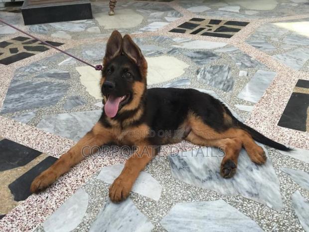 3-6 months Male Purebred German Shepherd · Photo 2