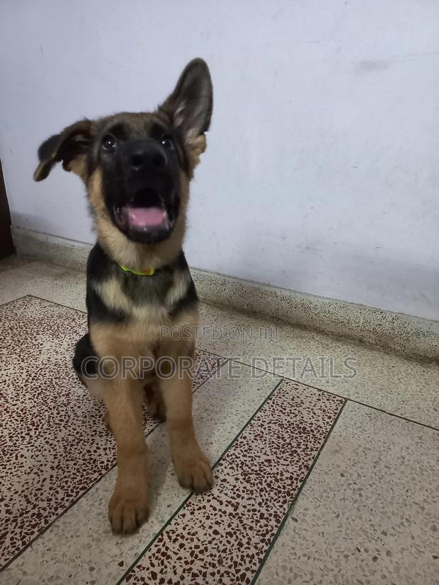 3-6 months Male Purebred German Shepherd · Photo 3