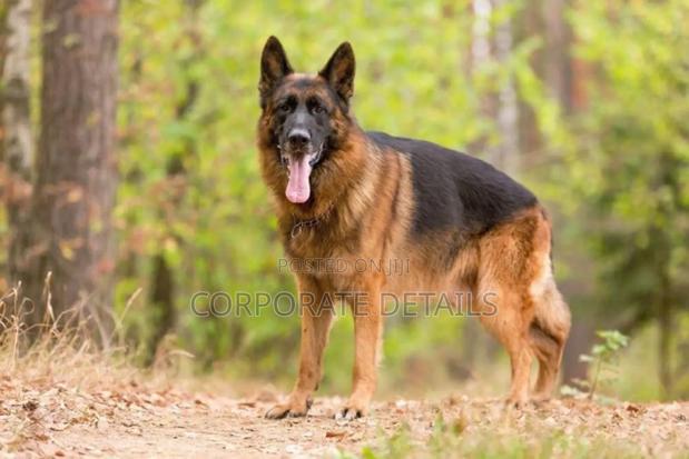 6-12 months Female Purebred German Shepherd · Photo 2