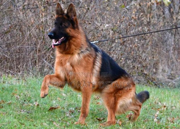 6-12 months Female Purebred German Shepherd · Photo 3