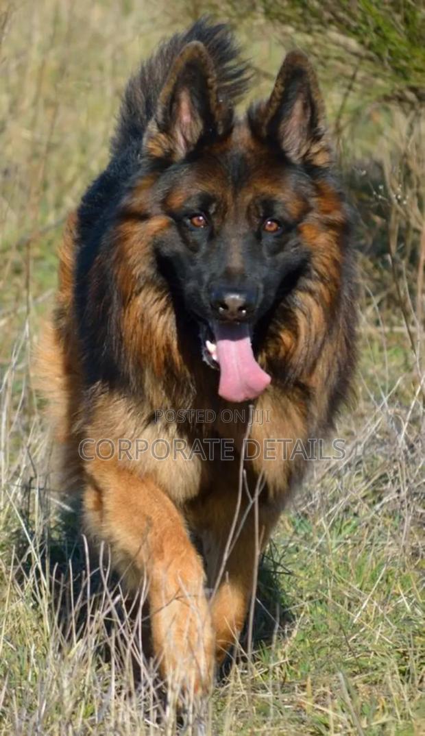 6-12 months Female Purebred German Shepherd · Photo 2