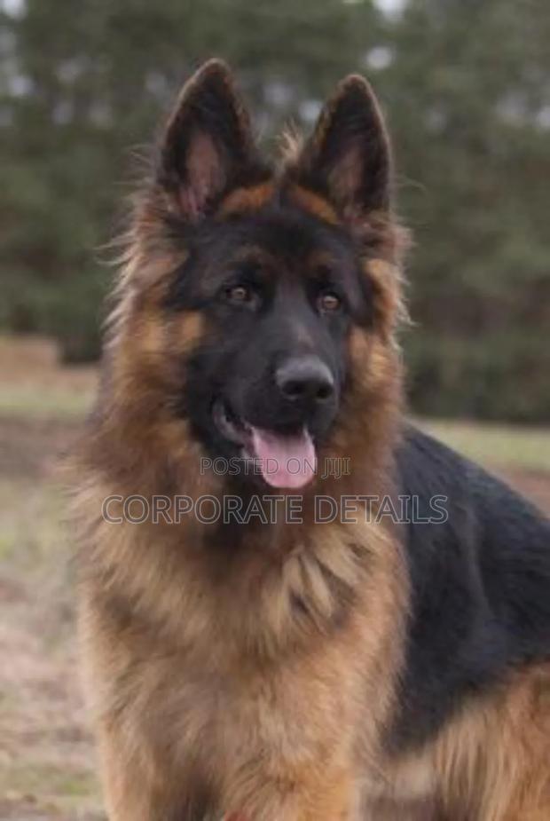 6-12 months Female Purebred German Shepherd · Photo 3